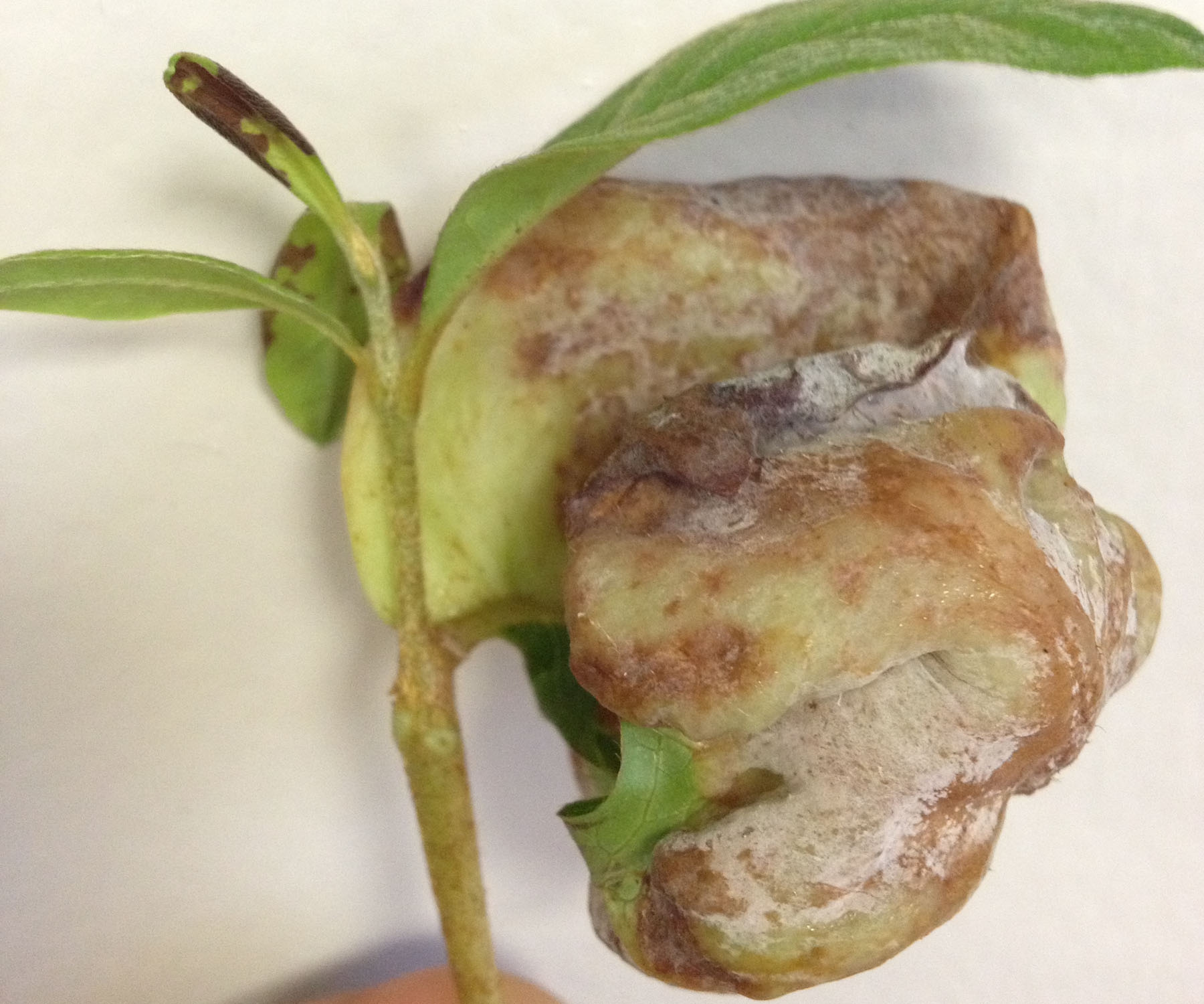 Leaf gall cropping up on camellias, azaleas in Louisiana 